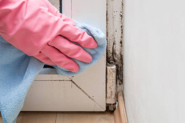 Trusted Port St John, FL Mold Remediation Experts